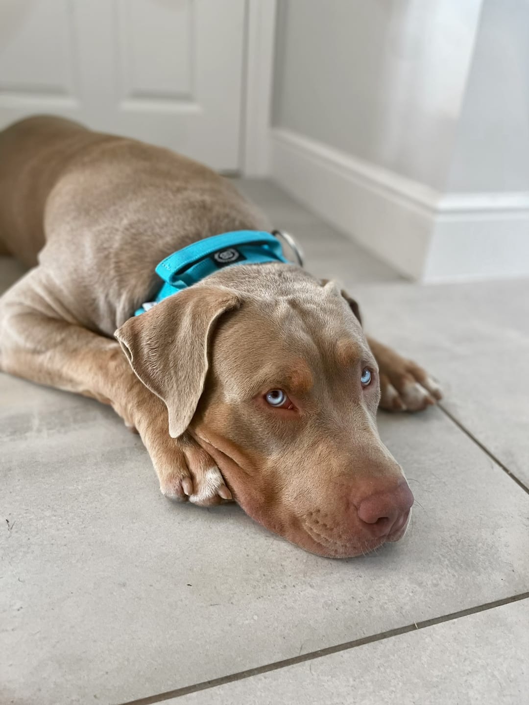 Customer photo review of 5cm Combat® Collar | With Handle & Rated Clip - Light Blue v2.0