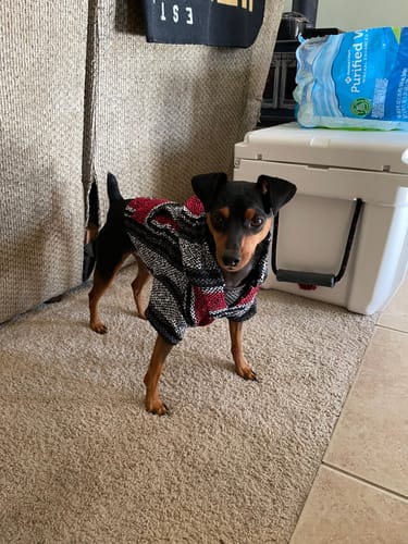 Customer photo review of Playa Poncho - Surprise Color