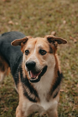 Customer photo review of GOLDEN FALL LIGHTROOM PRESETS