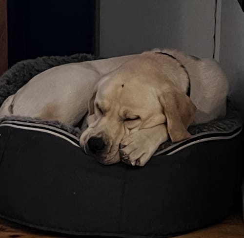 Customer photo review of New Hemp Seed Oil for Large Dogs (500ml)