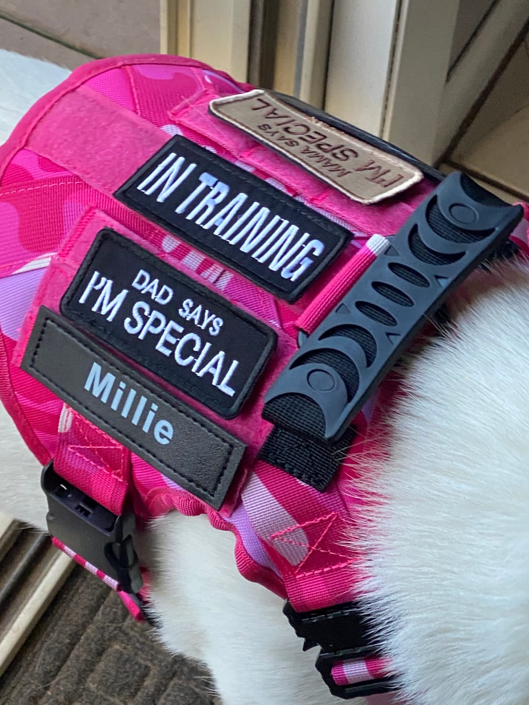 Customer photo review of Heavy-Duty Double-Handle Tactical Bungee K9 Dog Leash
