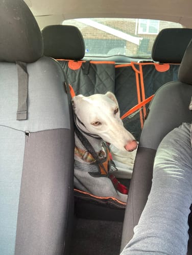 Customer photo review of 4 in 1 Convertible Dog Car Seat Cover - Waterproof