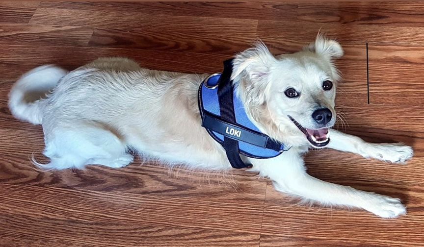 Customer photo review of Puppery™ Personalisiertes Anti-Zug Hundegeschirr