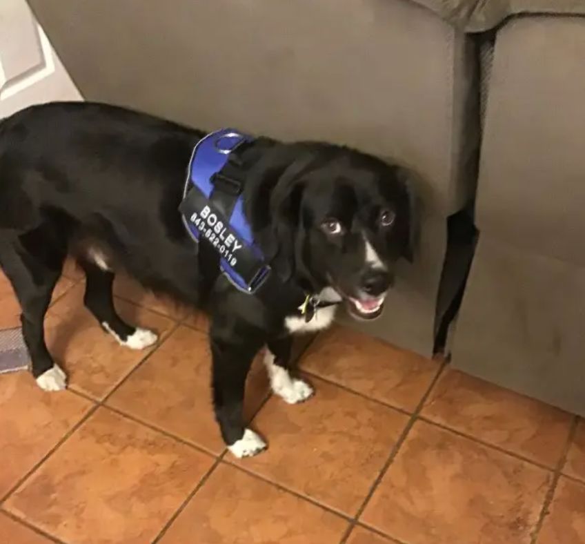 Customer photo review of Puppery™ Personalisiertes Anti-Zug Hundegeschirr