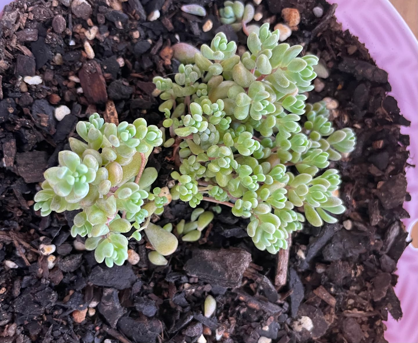Customer photo review of Sedum dasyphyllum 'Lilac Mound'