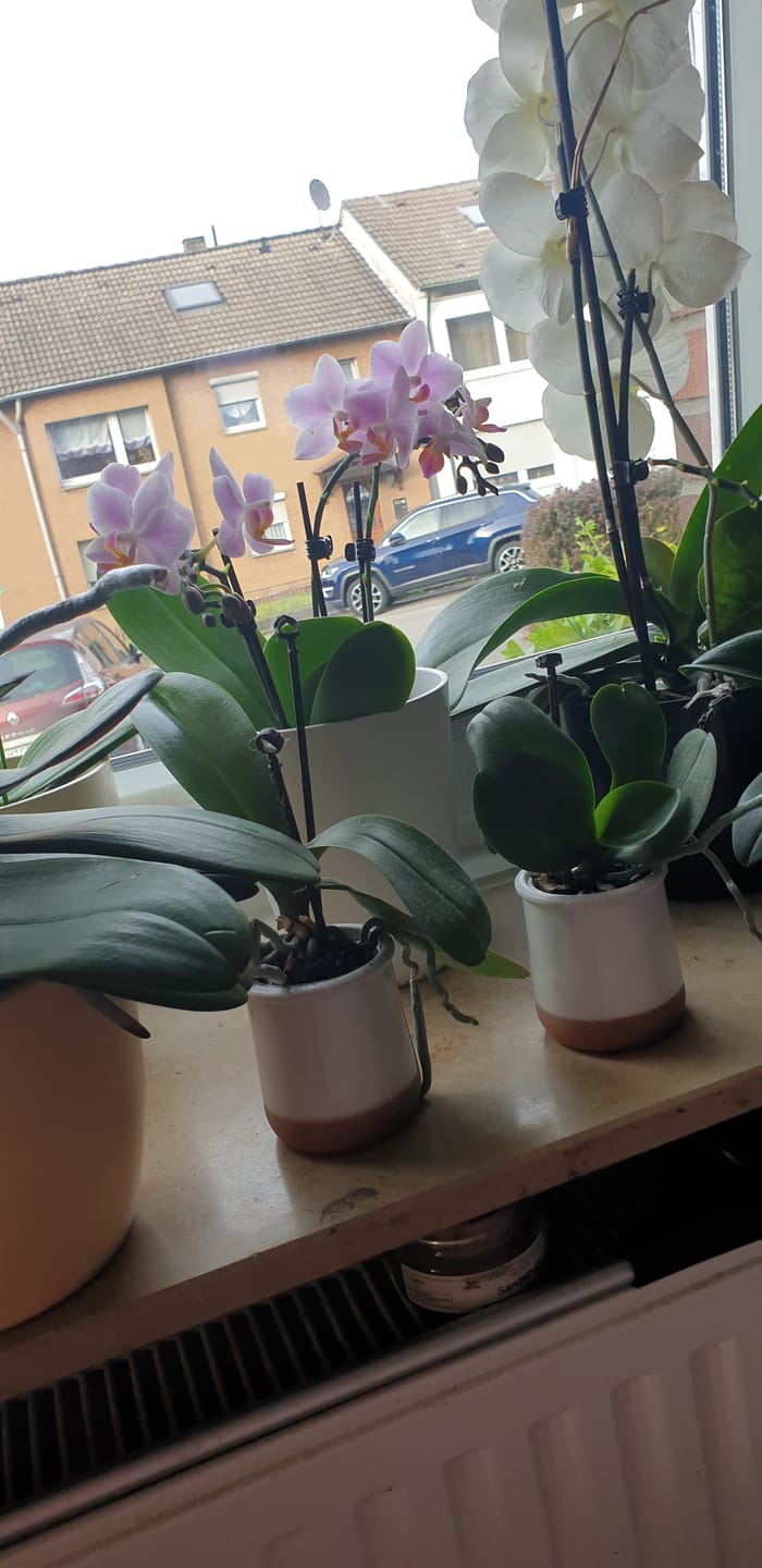 Customer photo review of Table Dance Pia mit rosa Blüten und 3+ Stielen