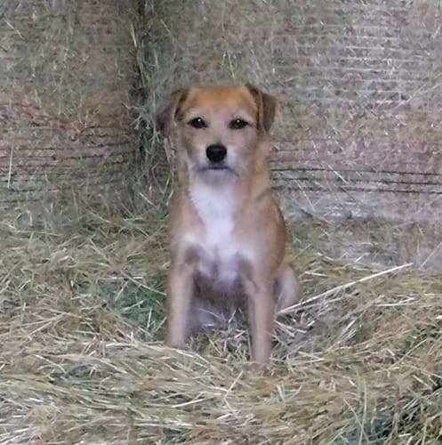 Kundenbewertung mit Foto zu BELISY Bachblüten Globuli für Hunde & Katzen - gegen Juckreiz - 10 g