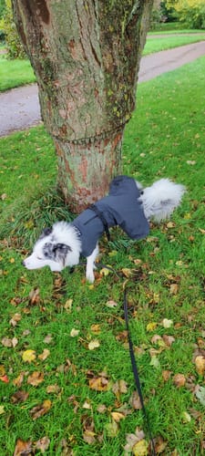 Customer photo review of Visibility Raincoat Dark for Dogs