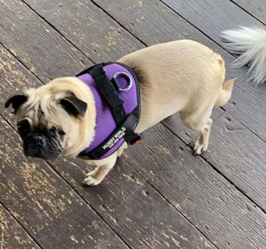 Customer photo review of Puppery™ Personalisiertes Anti-Zug Hundegeschirr
