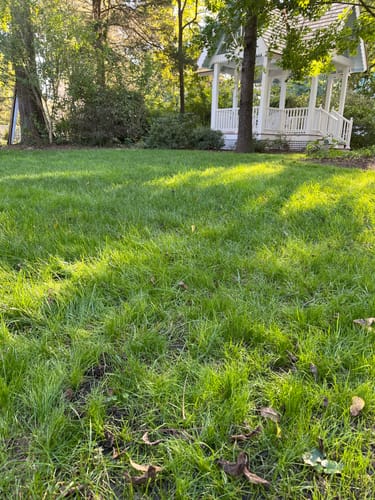 Customer photo review of GCI Turf Cool Blue Grass Seed