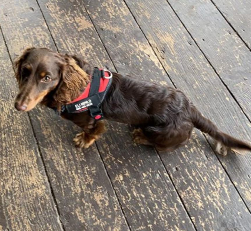 Customer photo review of Puppery™ Personalisiertes Anti-Zug Hundegeschirr