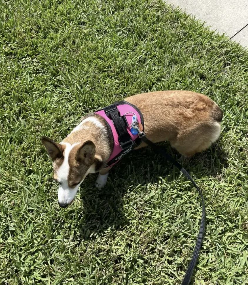 Customer photo review of Puppery™ Personalisiertes Anti-Zug Hundegeschirr