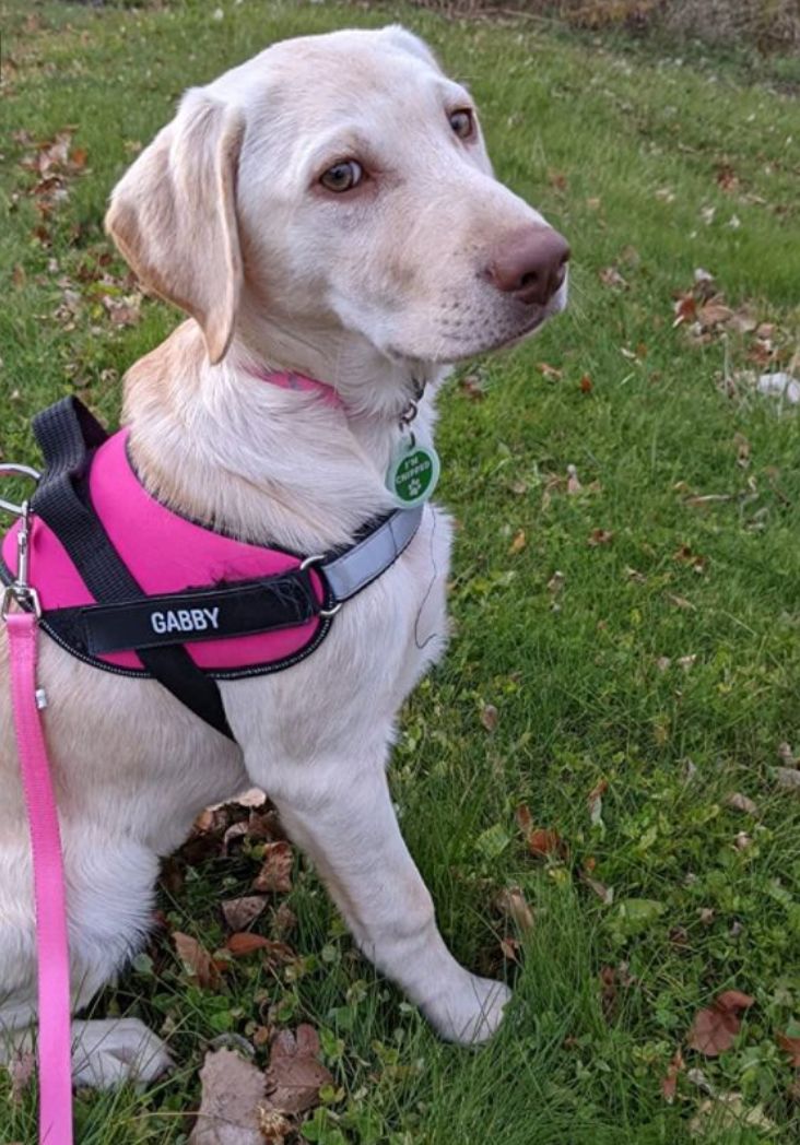 Customer photo review of Puppery™ Personalisiertes Anti-Zug Hundegeschirr