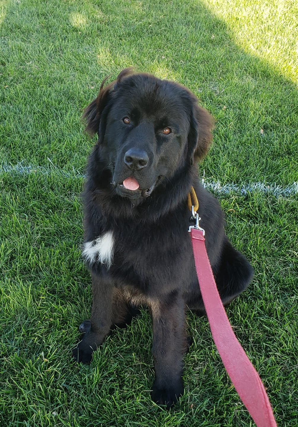 Customer photo review of 12 Inch Braided Jerky Stick
