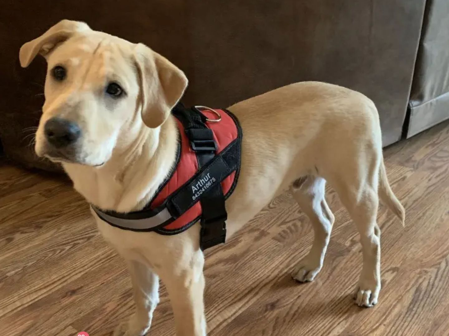 Customer photo review of Puppery™ Personalisiertes Anti-Zug Hundegeschirr