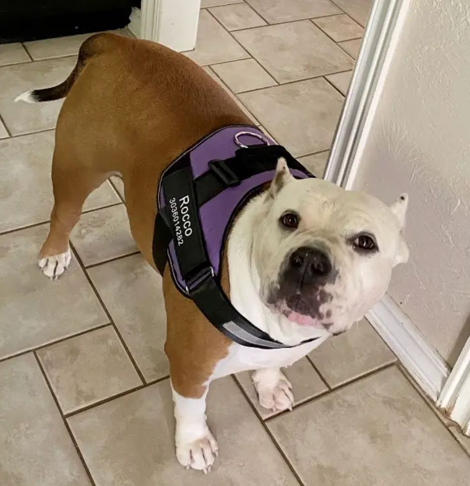 Customer photo review of Puppery™ Personalisiertes Anti-Zug Hundegeschirr