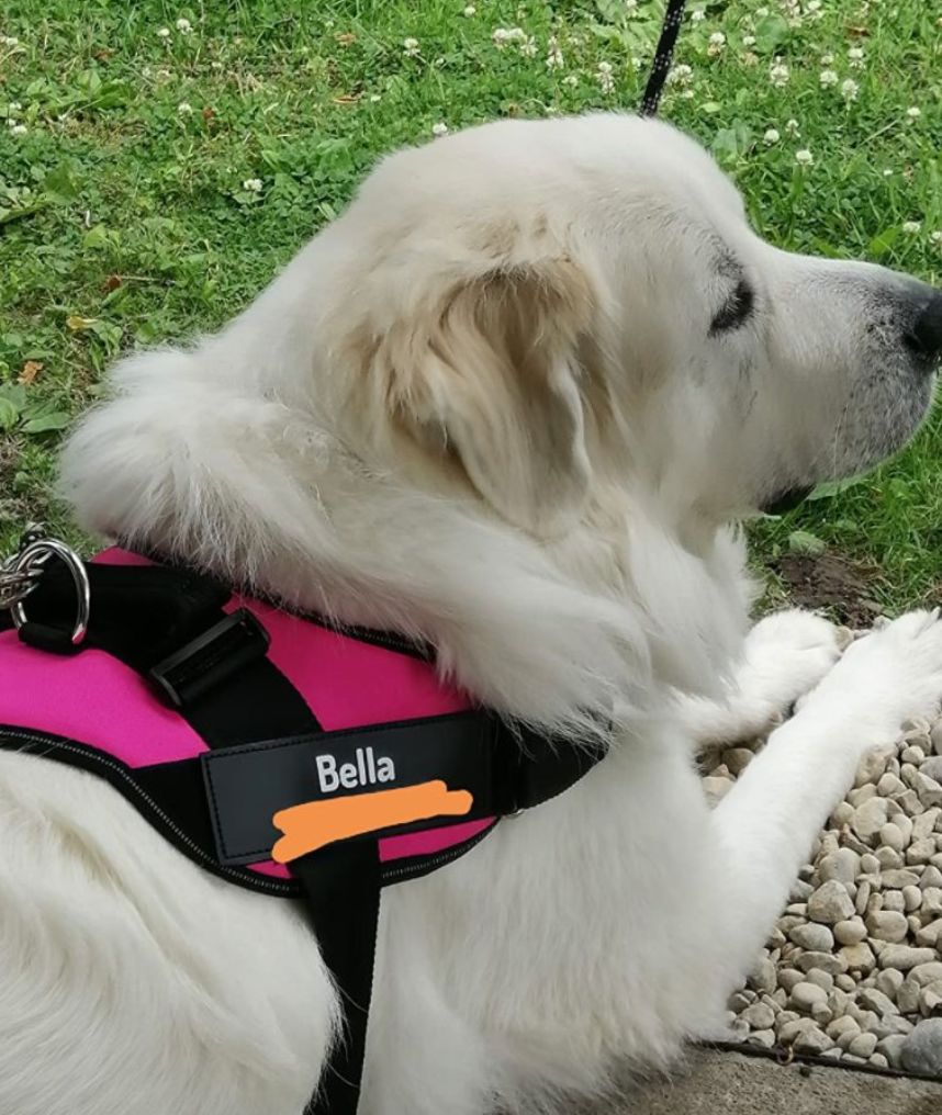Customer photo review of Puppery™ Personalisiertes Anti-Zug Hundegeschirr