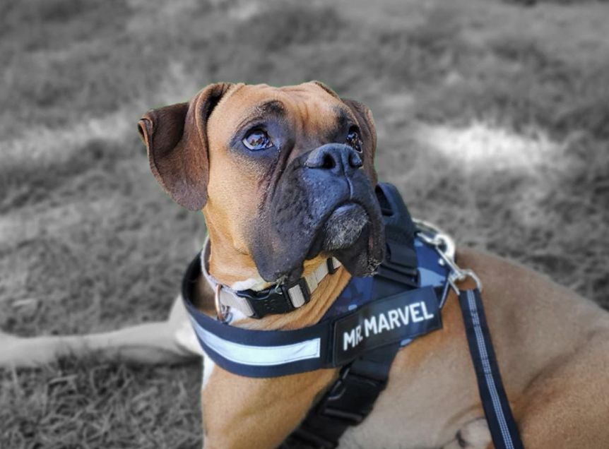 Customer photo review of Puppery™ Personalisiertes Anti-Zug Hundegeschirr