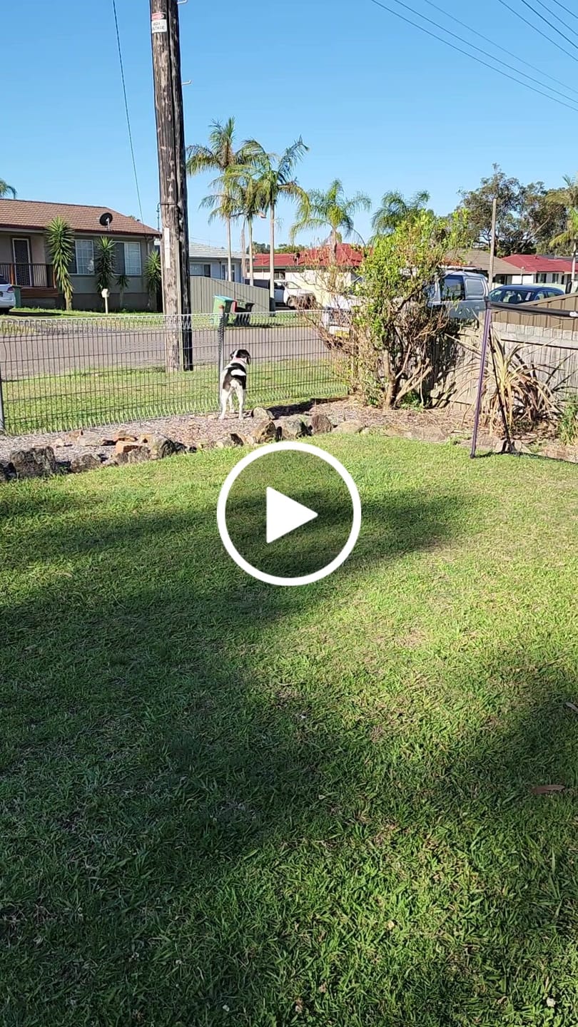 Customer video review of Dog Bark Silencer