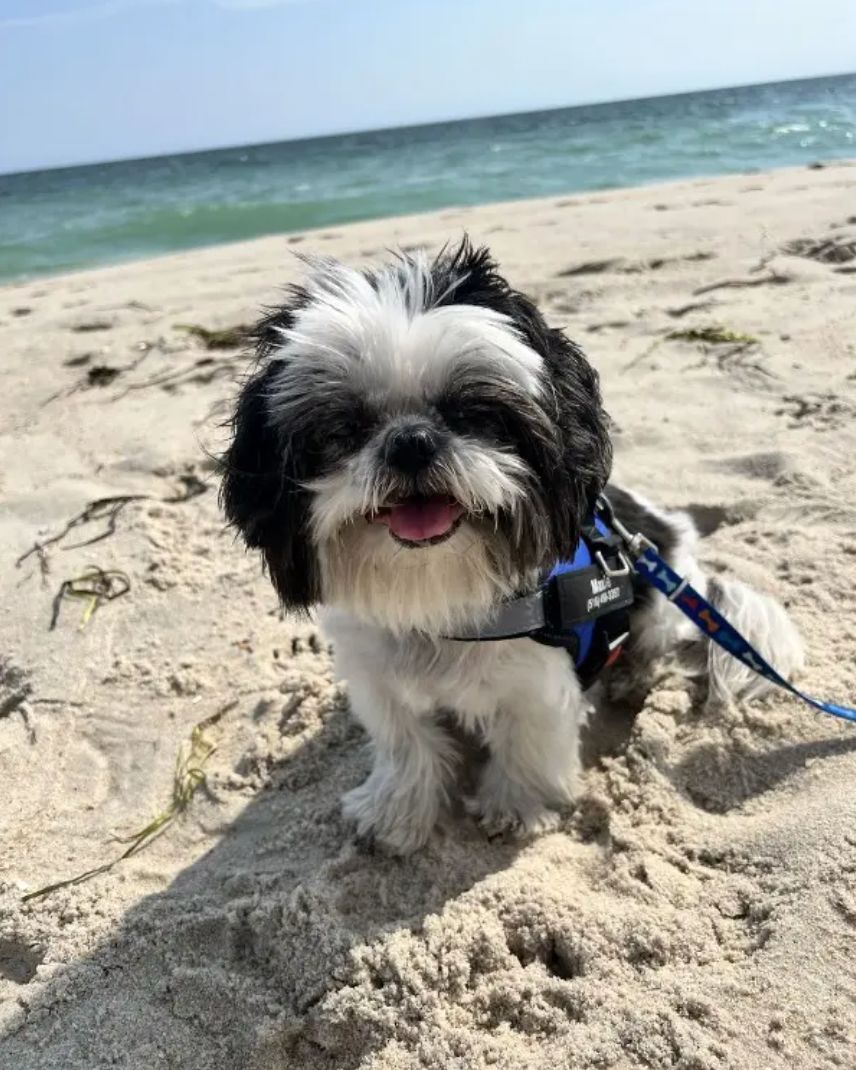 Customer photo review of Puppery™ Personalisiertes Anti-Zug Hundegeschirr
