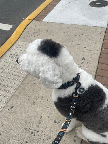 Customer photo review of Boujee Life Buckle Collar