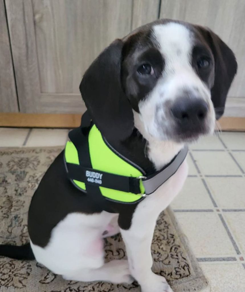 Customer photo review of Puppery™ Personalisiertes Anti-Zug Hundegeschirr