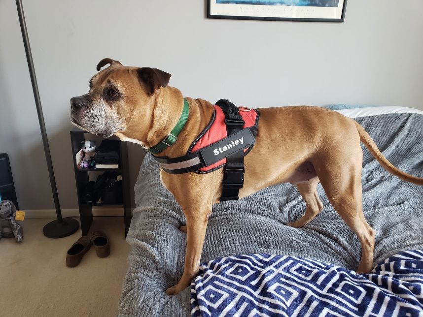 Customer photo review of Puppery™ Personalisiertes Anti-Zug Hundegeschirr