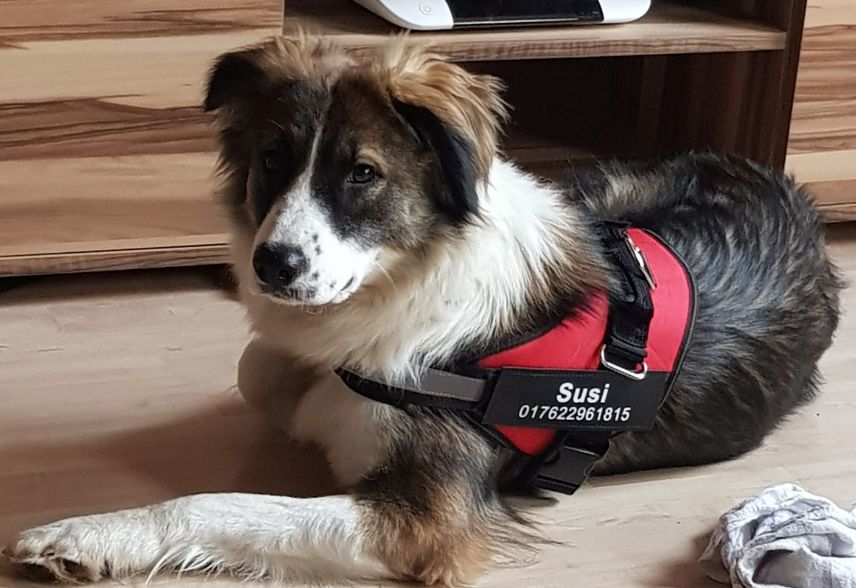 Customer photo review of Puppery™ Personalisiertes Anti-Zug Hundegeschirr