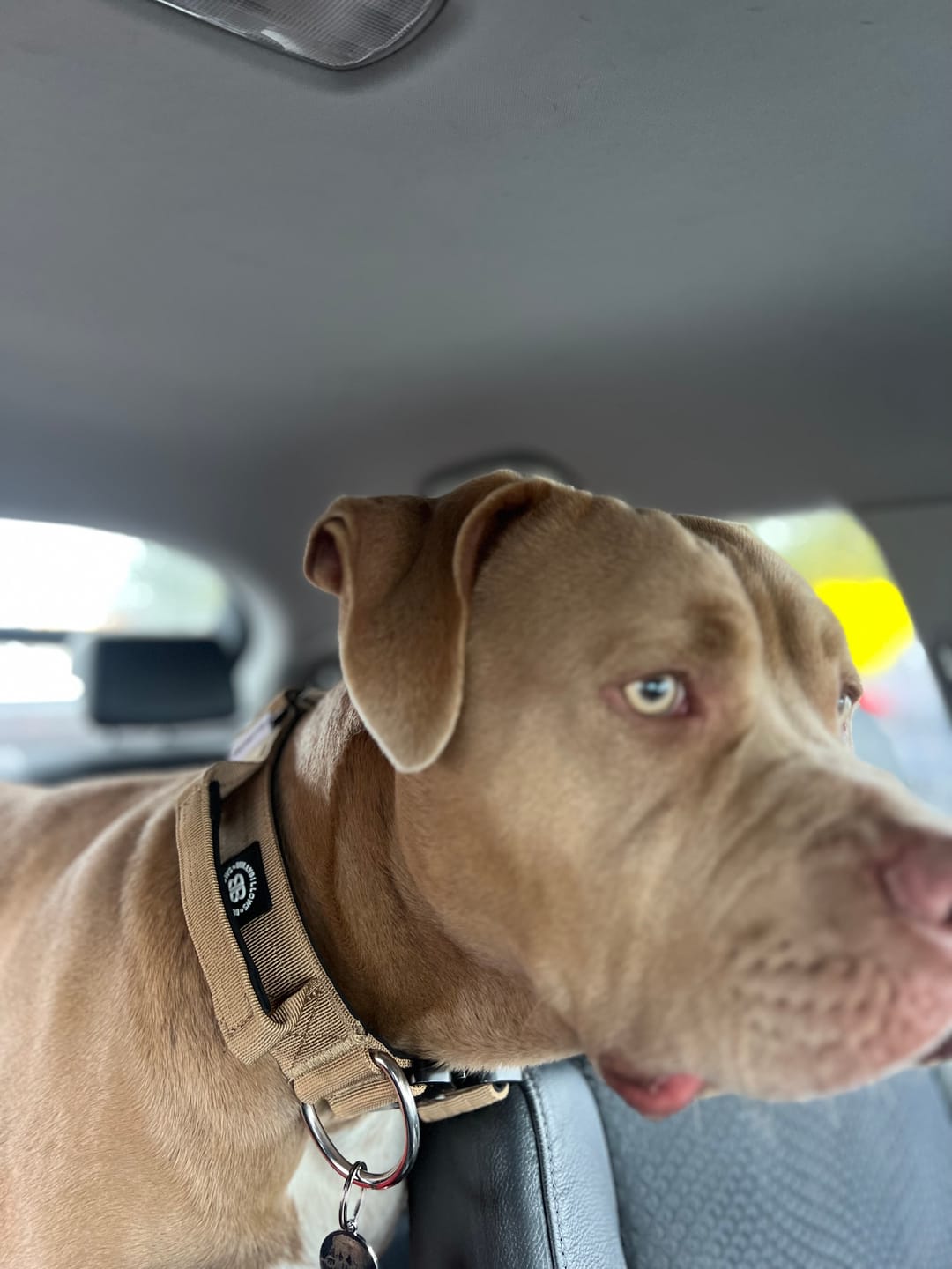 Customer photo review of 5cm Combat® Collar | With Handle & Rated Clip - Military Tan v2.0