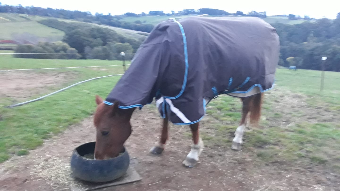 Customer photo review of Horseware Liner 100g