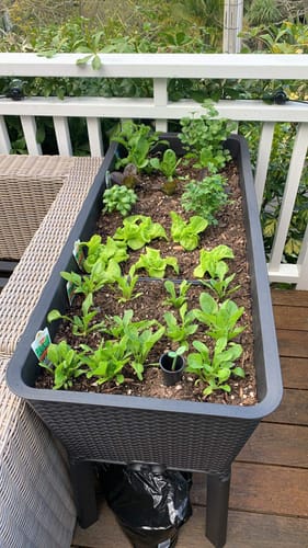 Customer photo review of Full Bloom Garden Bed - Graphite 120L