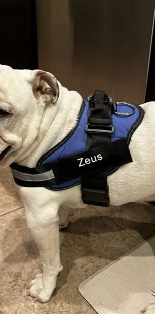 Customer photo review of Puppery™ Personalisiertes Anti-Zug Hundegeschirr