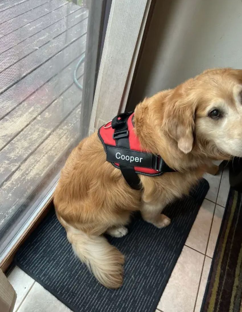 Customer photo review of Puppery™ Personalisiertes Anti-Zug Hundegeschirr