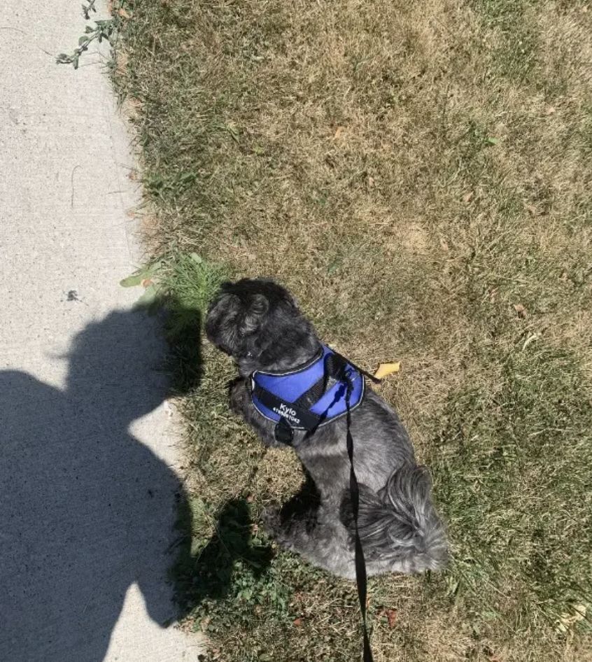 Customer photo review of Puppery™ Personalisiertes Anti-Zug Hundegeschirr