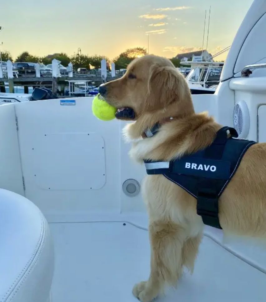 Customer photo review of Puppery™ Personalisiertes Anti-Zug Hundegeschirr