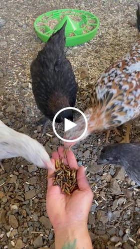 Customer video review of BSF Larven - getrocknete Soldatenfliegenlarven