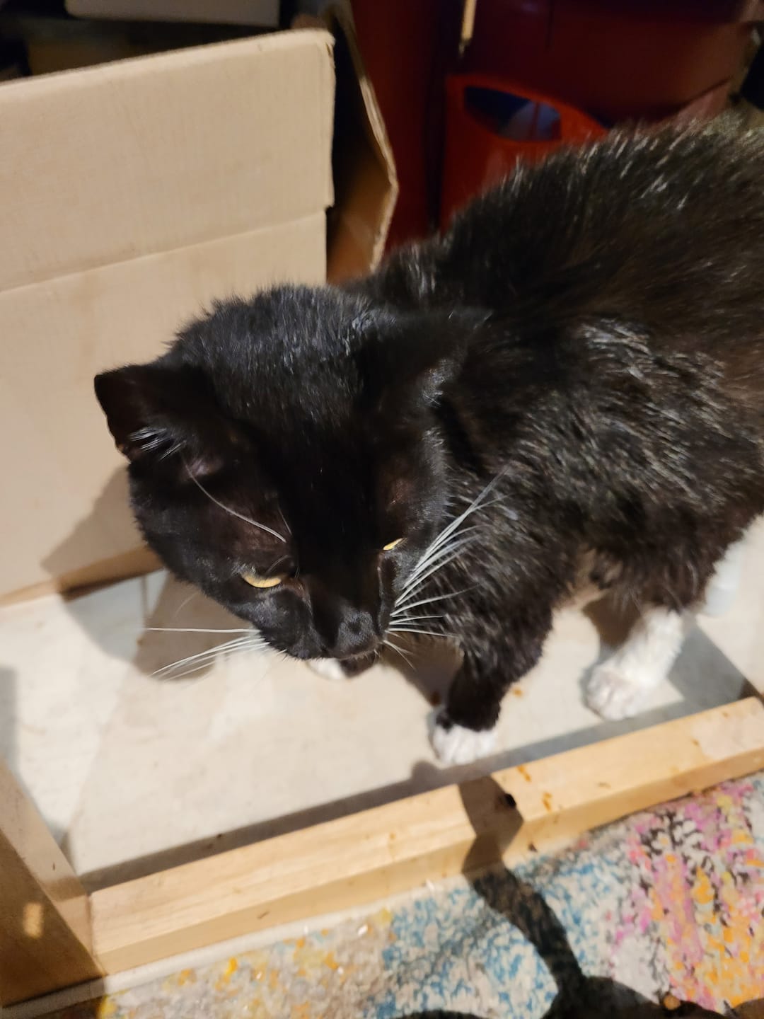 Customer photo review of Cat Shampoo