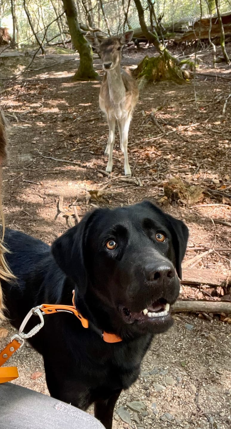 Customer photo review of The Tide - Limited QuickSlip™ Collar