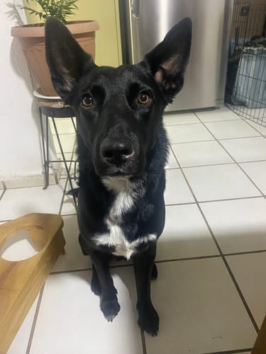 Customer photo review of Calming Powder