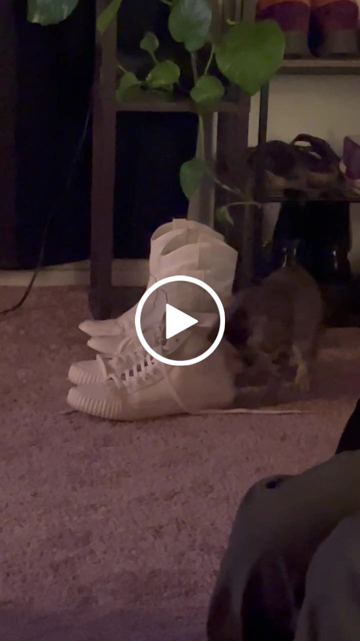 Customer video review of Sea Salt Center Hi Top | Unisex Canvas Sneaker