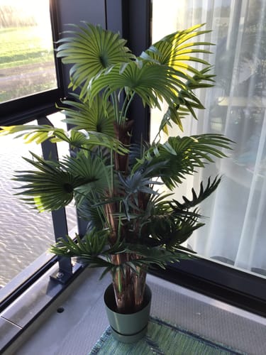 Customer photo review of Kunst Waaierpalm 150cm