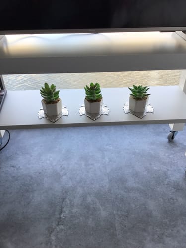 Customer photo review of Gratis Vetplant Succulent Assorti B