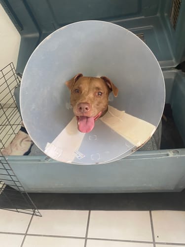 Customer photo review of Calming Powder