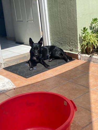 Customer photo review of Calming Powder