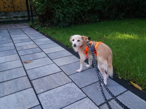 Customer photo review of Premium Sicherheitsgeschirr gepolstert, Panikgeschirr