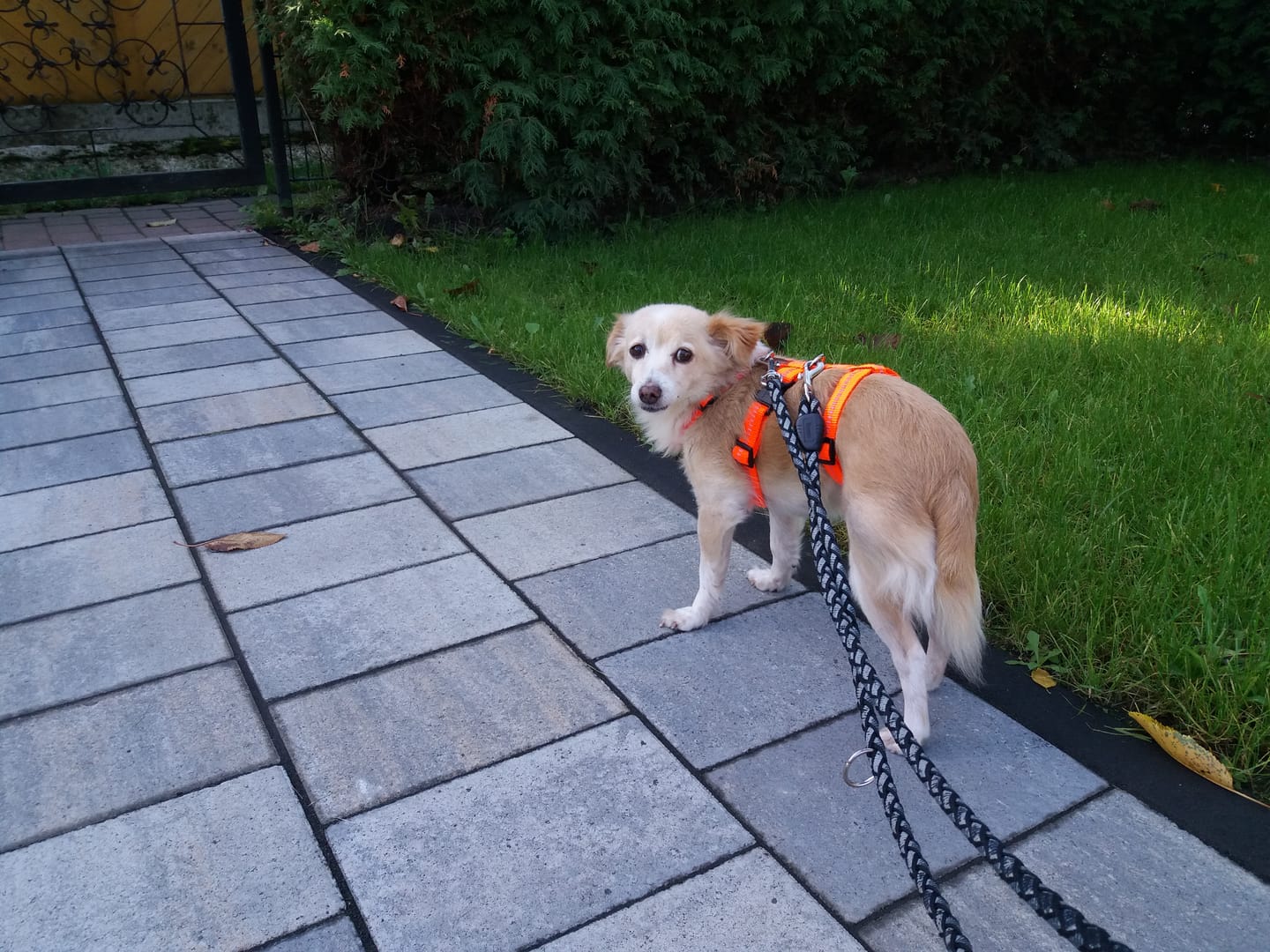 Customer photo review of Premium Sicherheitsgeschirr gepolstert, Panikgeschirr