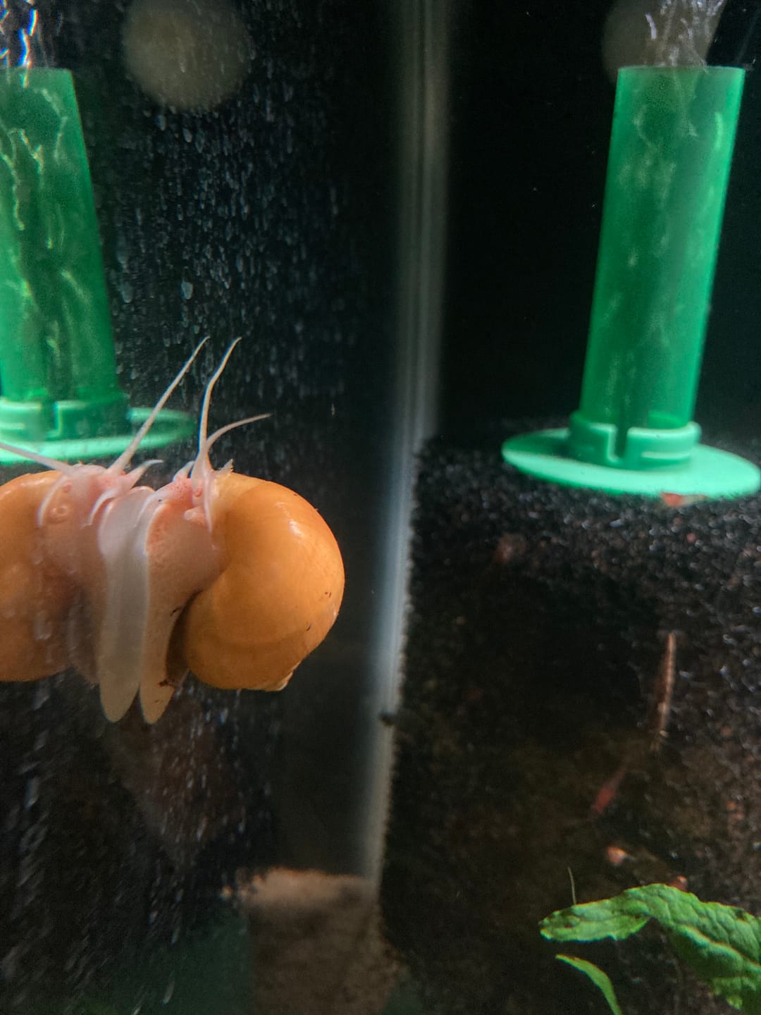 Customer photo review of Gold Mystery Snail