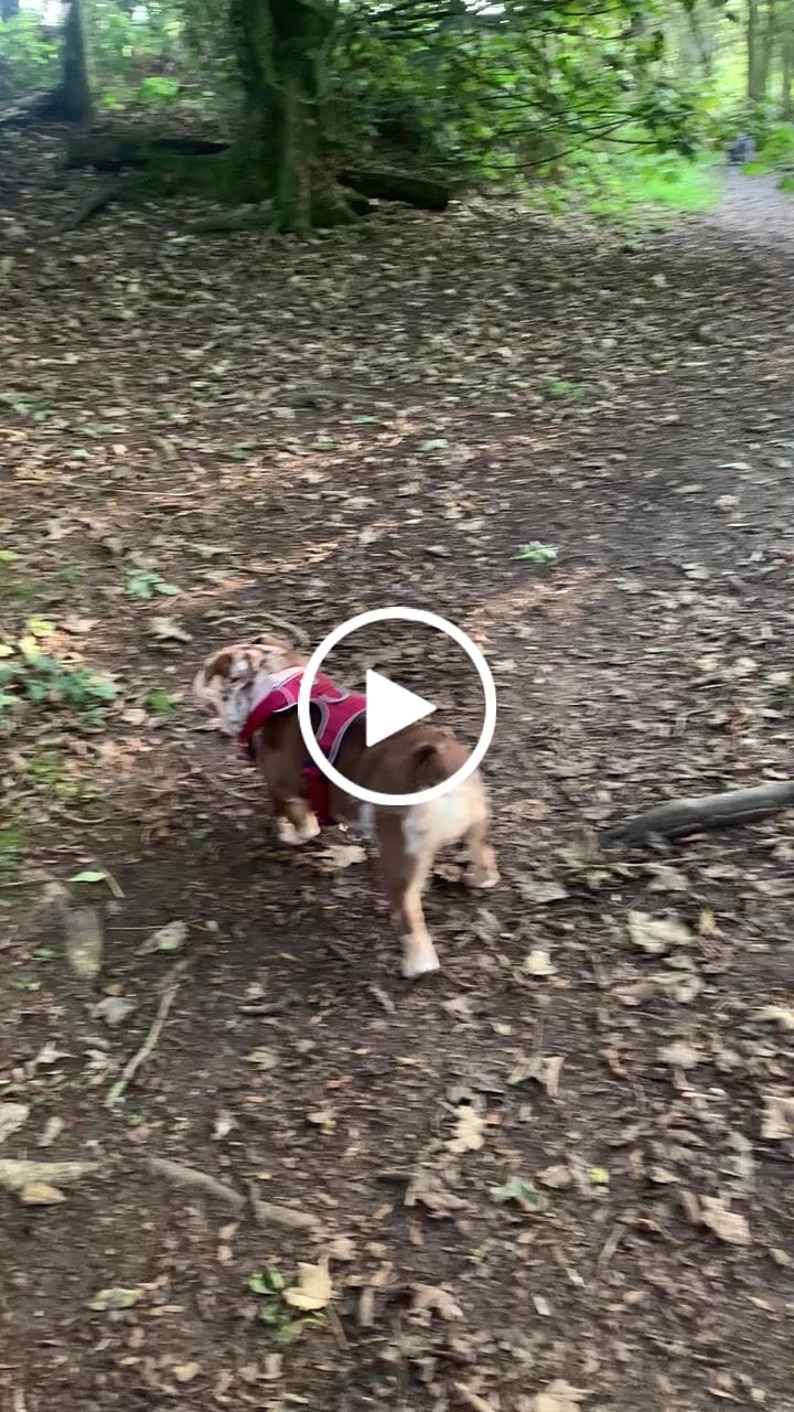 Customer video review of Premium Comfort Harness | Non Restrictive & Adjustable - Burgundy v2.0