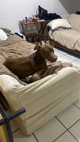 Customer photo review of Calming Powder