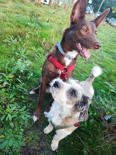 Customer photo review of Premium Sicherheitsgeschirr gepolstert, Panikgeschirr